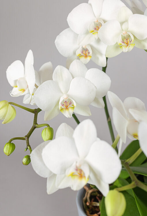 Orchideen Phalaenopsis weiss 'Sogo Manta'