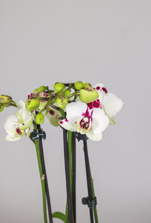 Orchideen Phalaenopsis weiss weinrot Table Dance