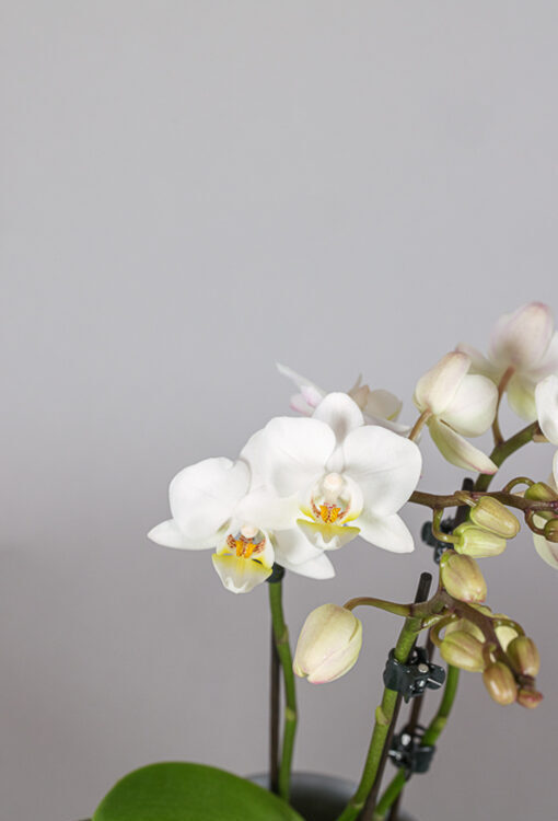 Orchideen Phalaenopsis weiss Table Dance