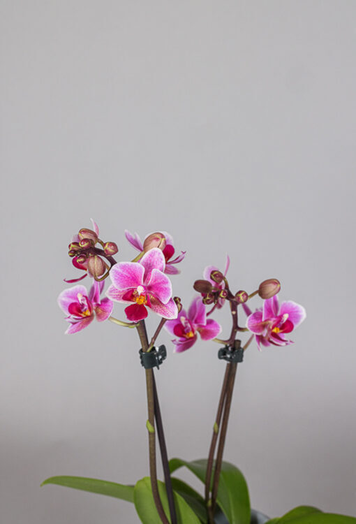 Orchideen Phalaenopsis rosa Table Dance