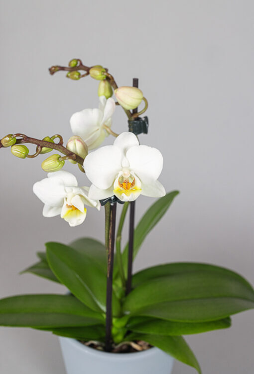Orchideen Phalaenopsis weiss Table Dance