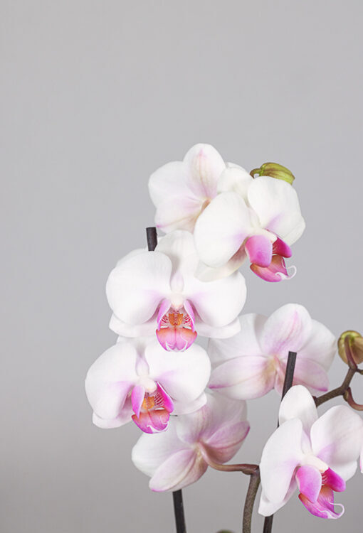 Orchideen Phalaenopsis weiss rosa Table Dance