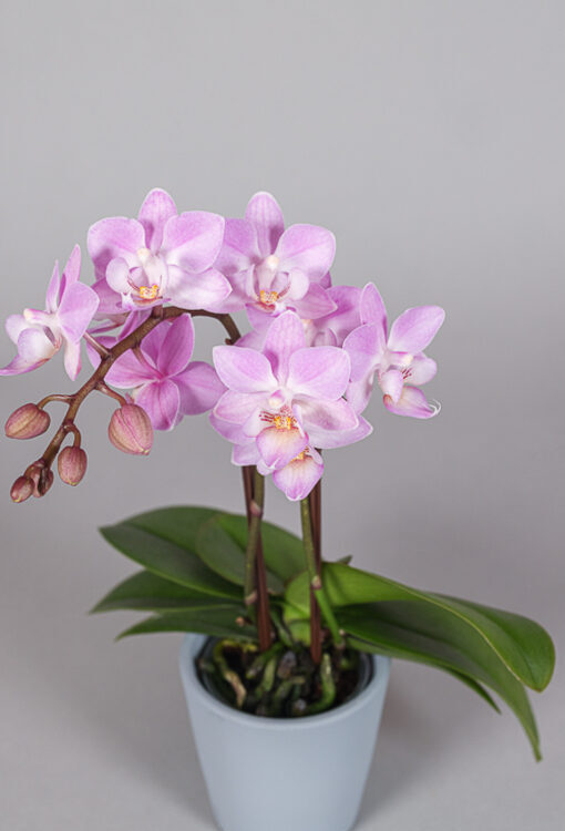 Orchideen Phalaenopsis rosa Little Lady