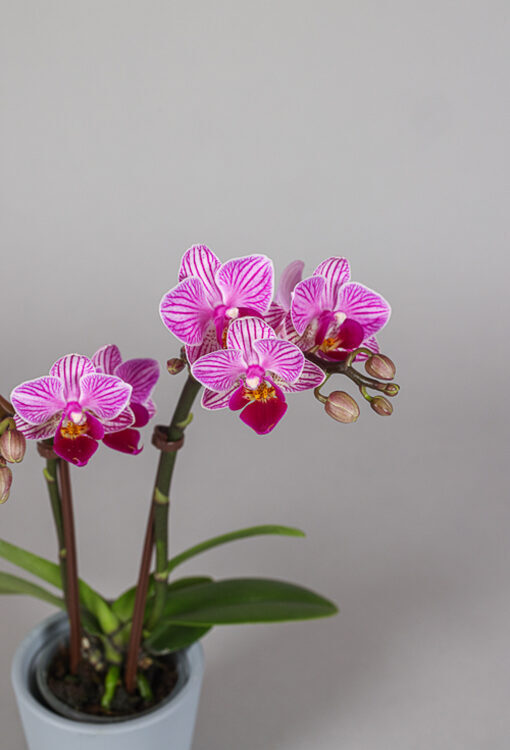 Orchideen Phalaenopsis magenta Little Lady