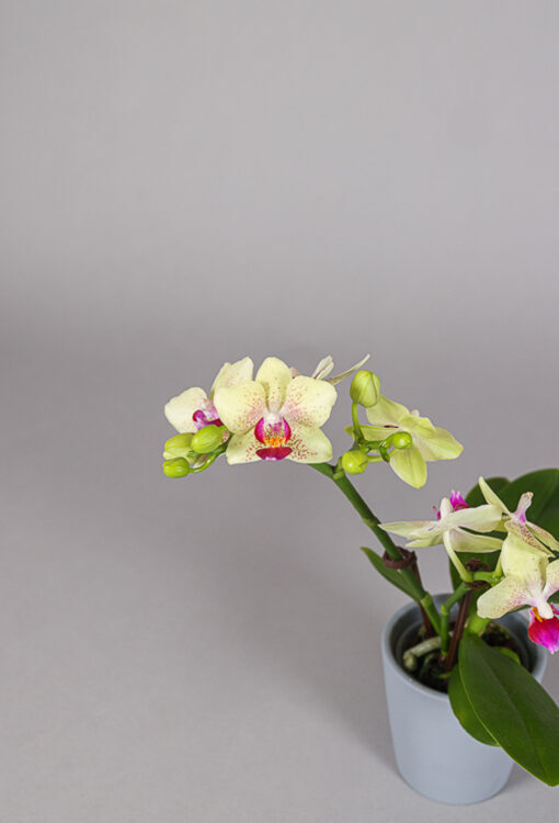 Orchideen Phalaenopsis gelb Little Lady