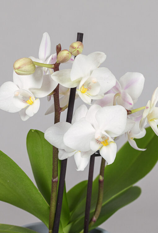 Orchideen Phalaenopsis weiss Little Lady