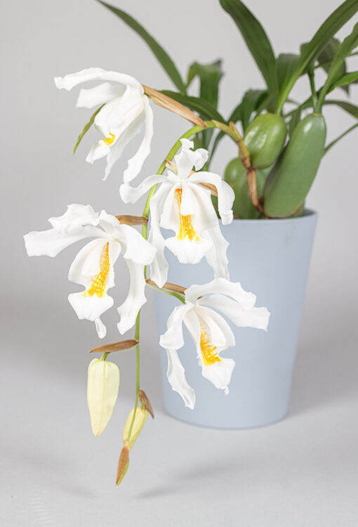 Orchideen Coelogyne cristata