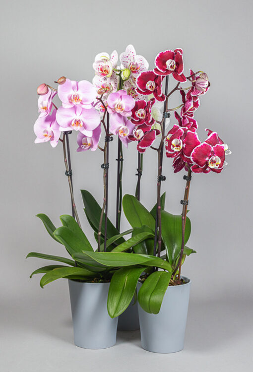 Orchideen Phalaenopsis Aktion 3er Set 2 rispig gut blühend