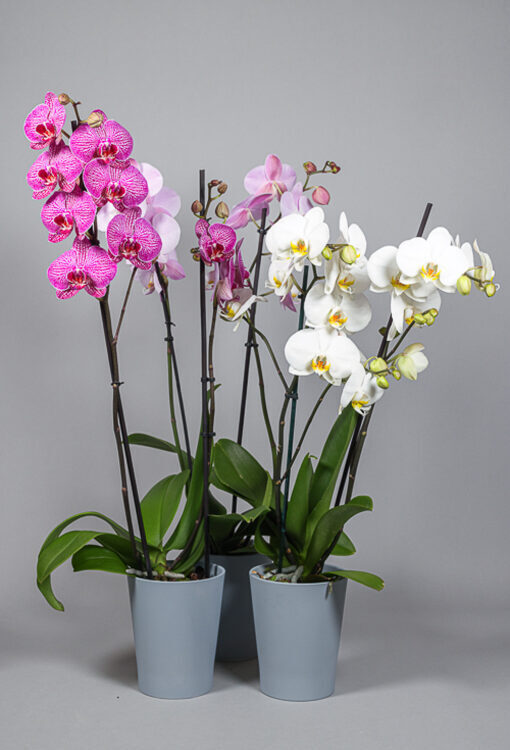 Orchideen Phalaenopsis Aktion 3er Set 2rispig