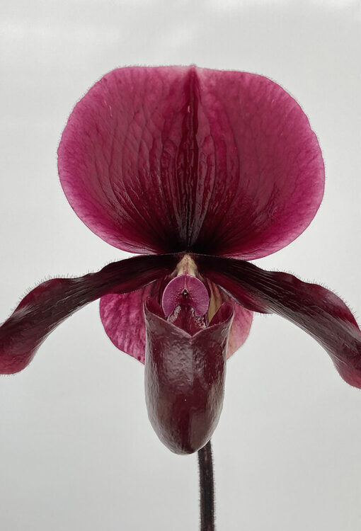 Orchideen Frauenschuh Paphiopedilum Black Jack