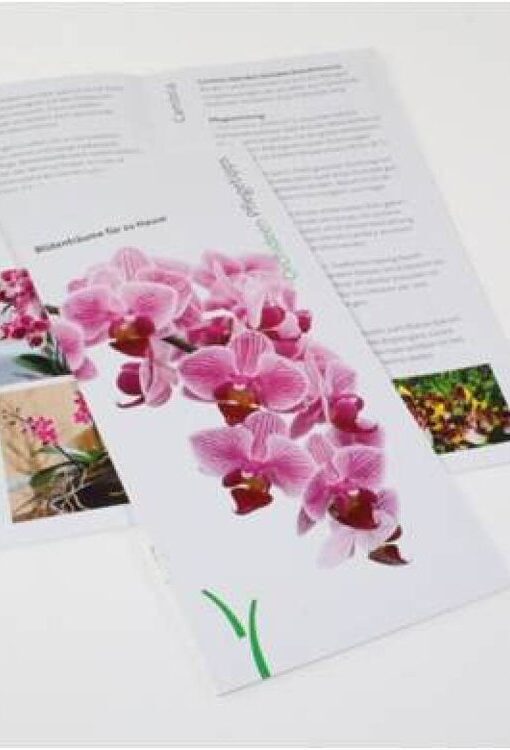 Orchideen Pflegetipps