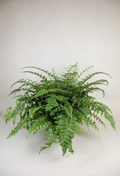 Grünpflanzen Asplenium dimorphum "Parvati"