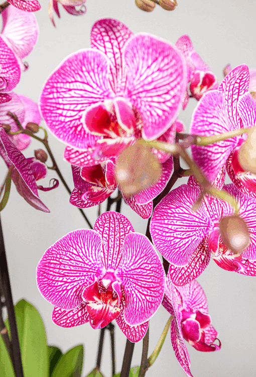 4 Orchideen im Überraschungspaket